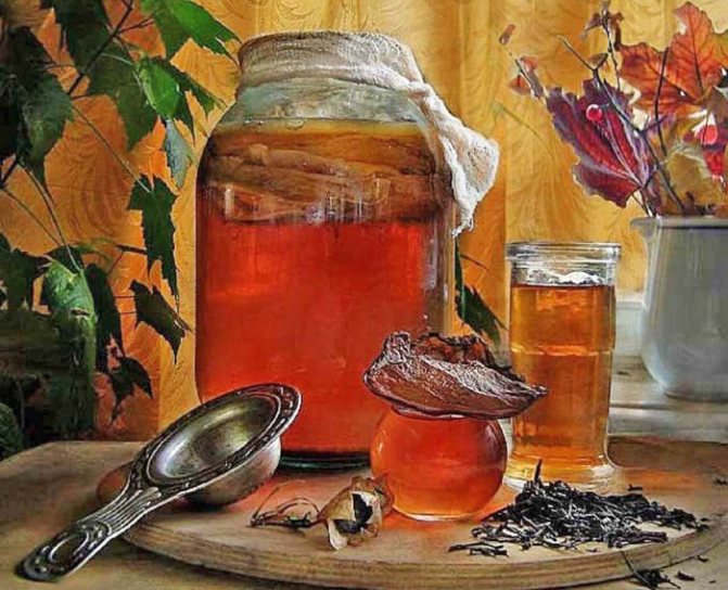 чайный гриб в Сибири