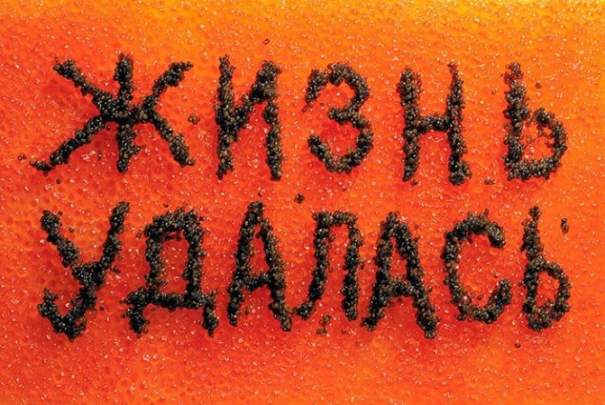 Из какой рыбы добывается черная икра