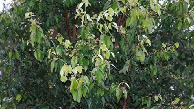 лечебные свойства корицы