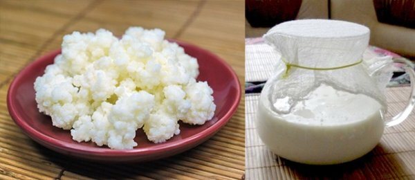 молочный гриб