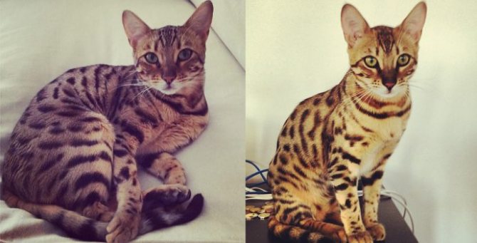 Виктория Боня