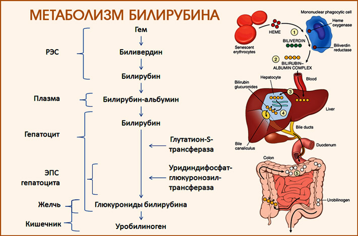 Метаболизм билирубина Выработка билирубина