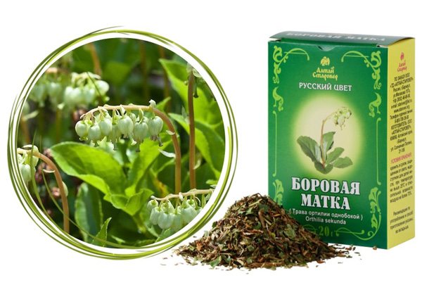 Как пить боровую матку при кисте яичника 1