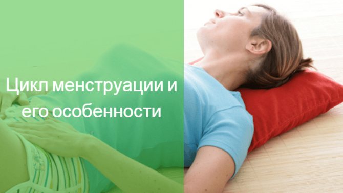 овуляция без месячных