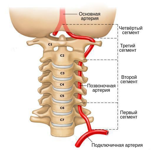Сег</p></div><div class= Сегменты позвоночной артерии